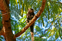 Monkey on branch, Rio de Janeiro, Brazil