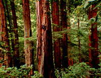 Muir Woods redwood trunks