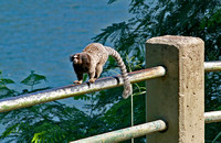Monkey on rail, Rio de Janeiro, Brazil