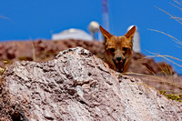 Fox at Cerro Tololo Observatory, Chile