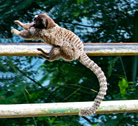 Jumping monkey, Rio de Janeiro, Brazil