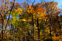 Colorful trees