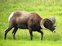 Bighorn sheep male, Badlands National Park, SD