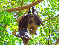Big bats hanging upside down
