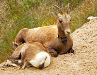 Mother and juvenile Bighorn sheep