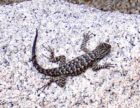 Joshua Tree gecko