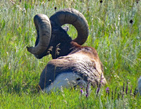 Bighorn male resting, Badlands National Park, SD