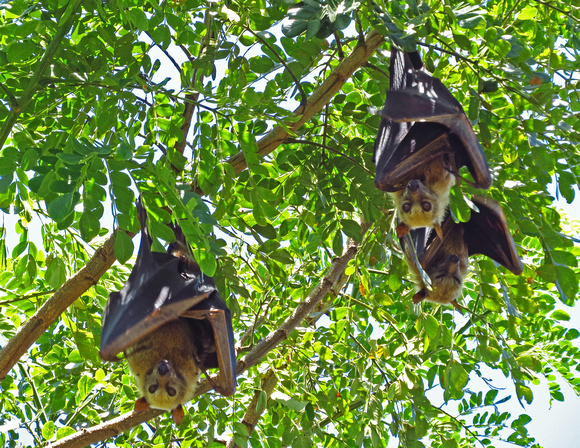 Bats hanging upside down