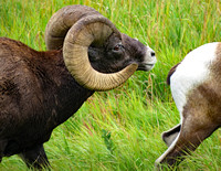 Male Bighorn sheep sniffing female