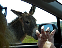Burrow in car window