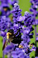 Bee from side superzoom