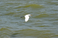 Egret over Lake Managua