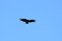 Flying vulture over Lake Managua