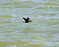 Cormorant flying over Lake Managua