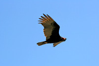 Turkey vulture over Lake Managua