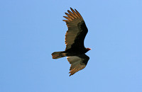 Turkey vulture over Lake Managua