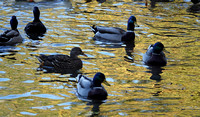 Ducks on Bullfrog Pond