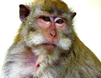 Monkey on Lombok, Indonesia