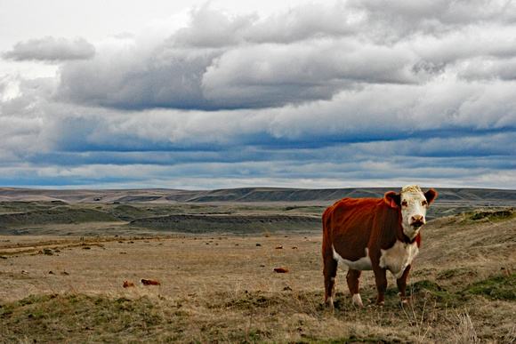 Reddish cow in eastern Washington