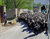 Goat herd, Iran