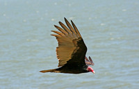 Turkey vulture over Lake Managua