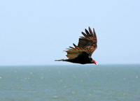 Turkey vulture over Lake Managua