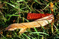Red corn cob on Eshenour Trail