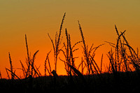 Eshenour Trail wheat at sunset