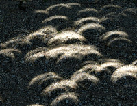 Eclipse crescents, Idaho, 2017