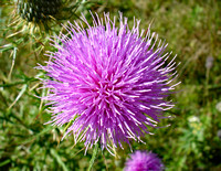 Spiky magenta flower