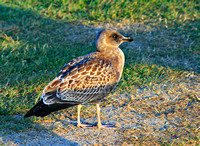 Oregon brown bird