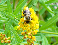 Bee on yellow flower