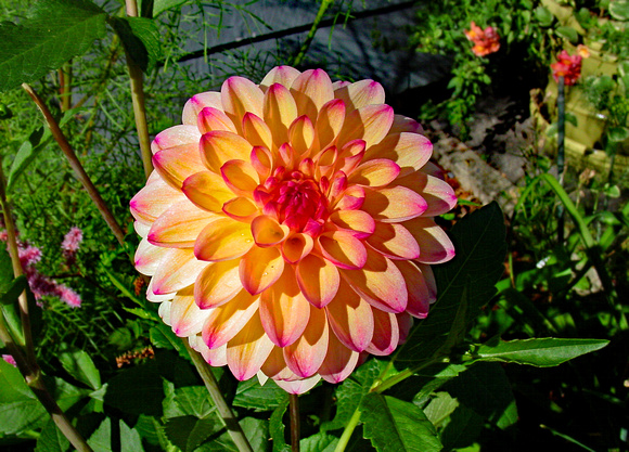 Yellowish-reddish flower, Belmont, Mass.