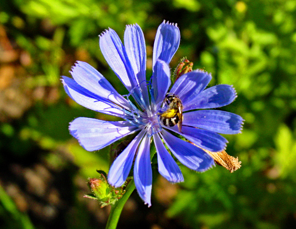 Bee on purple flower, Belmont, Mass..