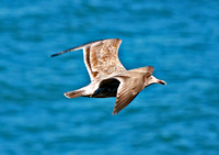 Oregon flying seagull