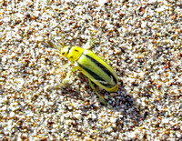 Yellow and black bug
