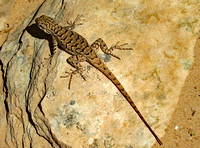 Sonoran Earless Lizard, Canyonlands, Utah