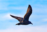 Seagull in flight, Cape Ann, Mass