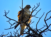 Bryce Ferruginous Hawk