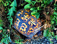 Lancaster River Walk turtle, PA