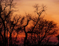 Columbia silhouetted trees at dusk