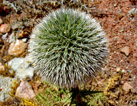 Round green plant, Southern Iran