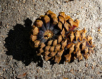 Bandelier pine cone, NM
