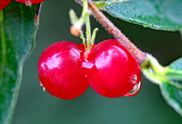 Green Bank berries, WV