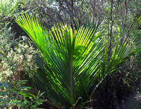 Hahei NZ fern