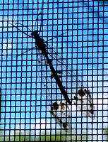 Insect on screen