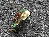 Insect battle royale, Derry Township, PA