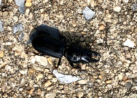 Black bug on Hershey street