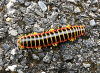 Caterpillars & Centipedes