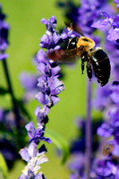 Bees & Bugs on Flowers